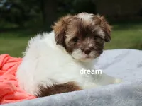 Skye, a female Shihpoo for sale in Boyd, WI – 3 of 5