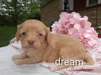 Apphia, a female Cavapoo for sale in Boyd, WI – 4 of 6