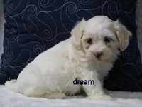 Quinn, a male Shihpoo for sale in Boyd, WI – 4 of 4