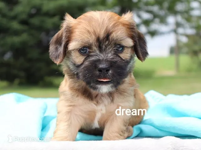 Wynn – Cavalier King Charles Spaniel, Shih Tzu puppy for sale in Boyd, WI