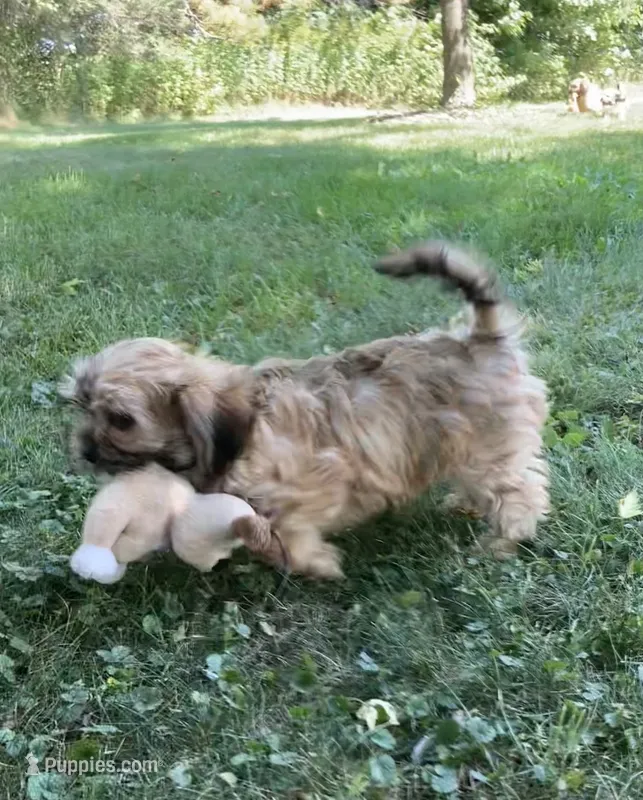 Nash – Cavalier King Charles Spaniel, Shih Tzu puppy for sale in Boyd, WI