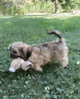 Nash, a male Cavalier King Charles Spaniel and Shih Tzu for sale in Boyd, WI – 1 of 9