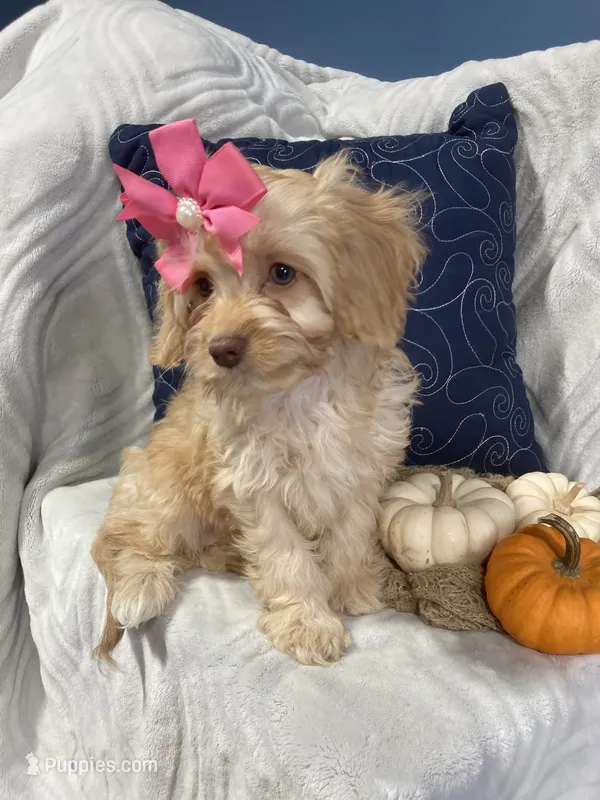 Apphia – Cavapoo puppy for sale in Boyd, WI