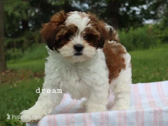 Loveda – Cavapoo, Shihpoo puppy for sale in Boyd, WI