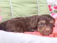 Poem, a female Cavapoo for sale in Boyd, WI – 5 of 6