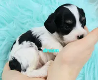 processed/0f854062-181b-401c-8c93-d366ea41d375/listing/4143ec29-2d0d-43a7-9b93-aa621a21c0aa/d3fe031c-4880-4be0-87ec-35f378b936eb