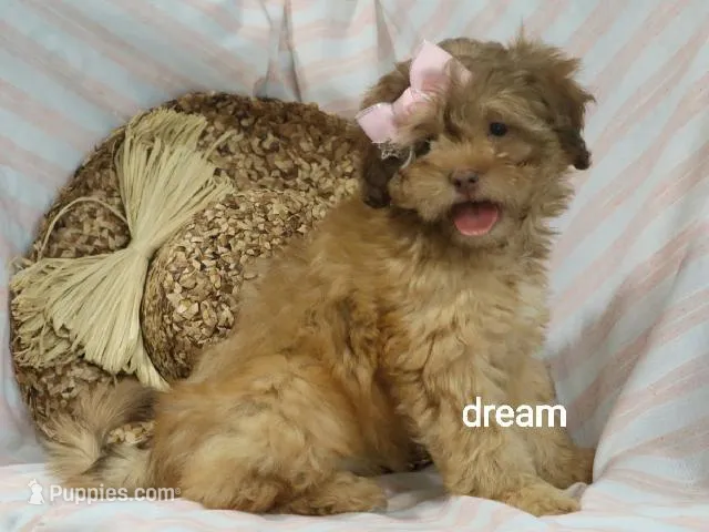 Sage – Shihpoo puppy for sale in Boyd, WI