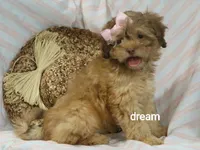Sage, a female Shihpoo for sale in Boyd, WI – 3 of 6