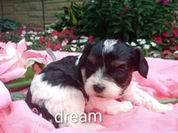 Indy, a female Cavapoo for sale in Boyd, WI – 2 of 3