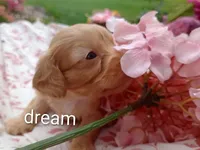 Apphia, a female Cavapoo for sale in Boyd, WI – 2 of 6
