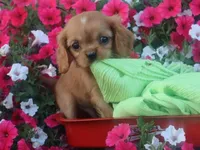 Chase , a male Cavalier King Charles Spaniel for sale in Boyd, WI – 6 of 7
