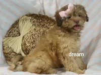 Sage, a female Shihpoo for sale in Boyd, WI – 2 of 6