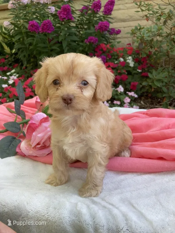 Apphia – Cavapoo puppy for sale in Boyd, WI