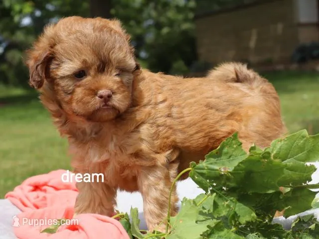 Sage – Shihpoo puppy for sale in Boyd, WI