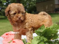 Sage, a female Shihpoo for sale in Boyd, WI – 3 of 6