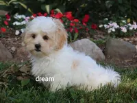 Kamry, a male Shihpoo for sale in Boyd, WI – 5 of 9