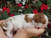 Dewey, a male Cavalier King Charles Spaniel for sale in Boyd, WI – 2 of 5