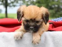 Rhett, a male Cavalier King Charles Spaniel and Shih Tzu for sale in Boyd, WI – 4 of 4