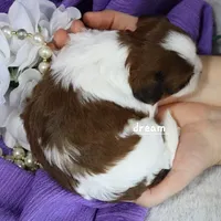 Loveda, a female Cavapoo and Shihpoo for sale in Boyd, WI – Photo 2 of 5