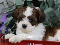Loveda, a female Cavapoo and Shihpoo for sale in Boyd, WI – 4 of 9