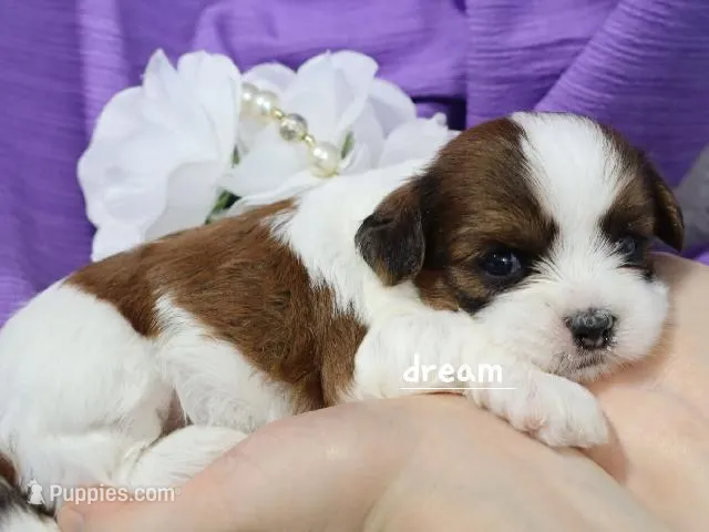 Loveda – Cavapoo, Shihpoo puppy for sale in Boyd, WI