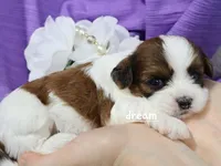 Loveda, a female Cavapoo and Shihpoo for sale in Boyd, WI – Photo 3 of 5
