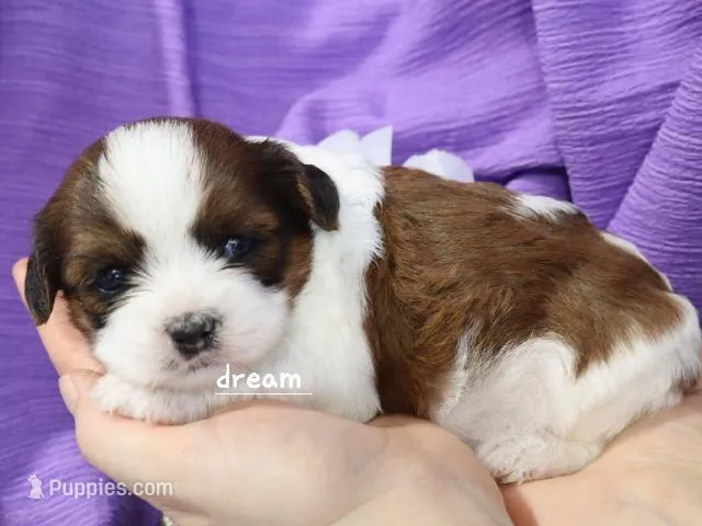 Loveda – Cavapoo, Shihpoo puppy for sale in Boyd, WI