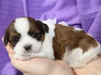 Loveda, a female Cavapoo and Shihpoo for sale in Boyd, WI – Photo 1 of 5