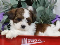 Loveda, a female Cavapoo and Shihpoo for sale in Boyd, WI – 2 of 9