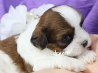 Loveda, a female Cavapoo and Shihpoo for sale in Boyd, WI – Photo 4 of 5