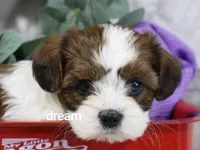Loveda, a female Cavapoo and Shihpoo for sale in Boyd, WI – 5 of 9