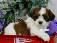Loveda, a female Cavapoo and Shihpoo for sale in Boyd, WI – 3 of 9