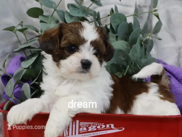 Loveda – Cavapoo, Shihpoo puppy for sale in Boyd, WI
