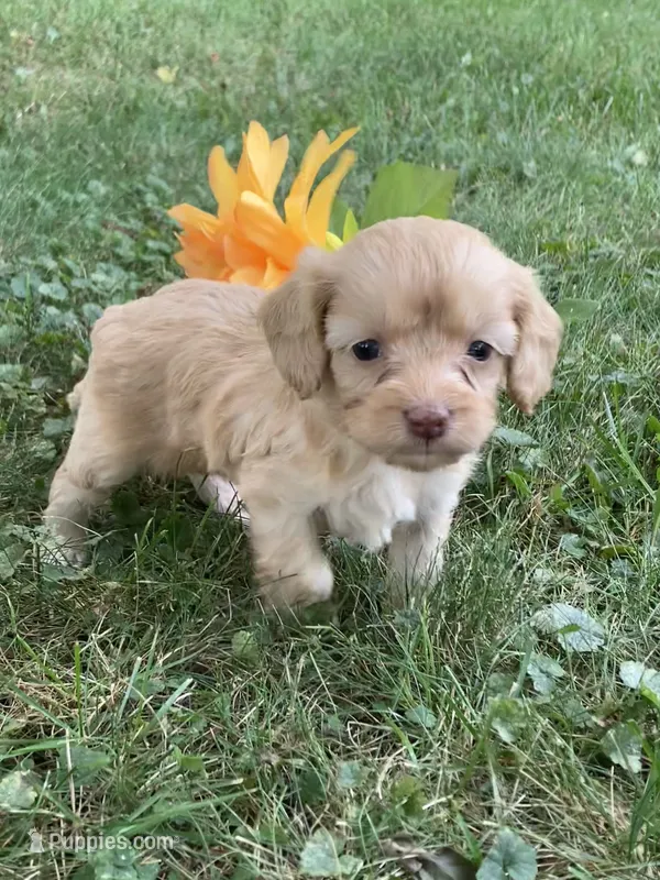 Apphia – Cavapoo puppy for sale in Boyd, WI