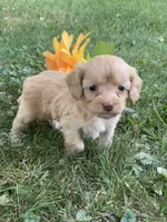 Apphia, a female Cavapoo for sale in Boyd, WI – 6 of 10