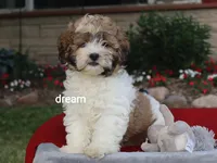 Sienna, a female Shihpoo for sale in Boyd, WI – 2 of 9
