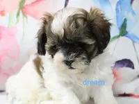Lyla, a female Shihpoo for sale in Boyd, WI – 2 of 4