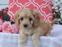 Hadley, a female Cavapoo for sale in Boyd, WI – 2 of 10