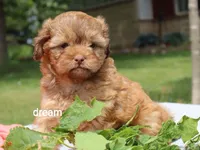 Sage, a female Shihpoo for sale in Boyd, WI – 5 of 6