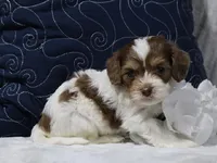 Romeo, a male Cavapoo for sale in Boyd, WI – 4 of 4