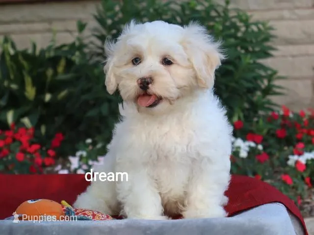 Quinn – Shihpoo puppy for sale in Boyd, WI