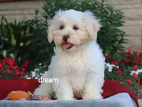 Quinn, a male Shihpoo for sale in Boyd, WI – 2 of 9