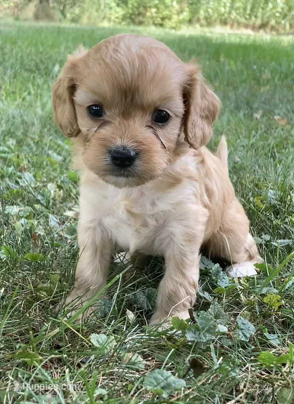 Laredo – Cavapoo puppy for sale in Boyd, WI