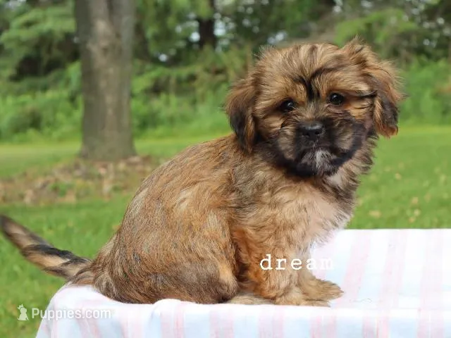 Briar – Cavapoo, Shihpoo puppy for sale in Boyd, WI