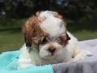 Clay, a male Shihpoo for sale in Boyd, WI – 2 of 6