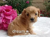 Hadley, a female Cavapoo for sale in Boyd, WI – 4 of 5