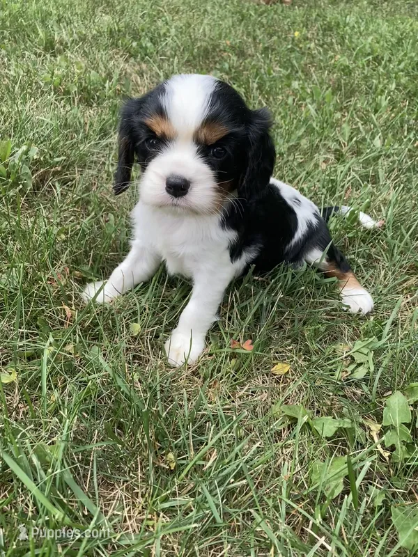 Tiara – Cavalier King Charles Spaniel puppy for sale in Boyd, WI