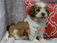Esne, a female Shihpoo for sale in Boyd, WI – 1 of 4