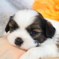 Gemma, a female Cavapoo and Shihpoo for sale in Boyd, WI – Photo 2 of 5