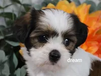 Gemma, a female Cavapoo and Shihpoo for sale in Boyd, WI – 3 of 10